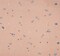 1 Yard Mauve Rayon Crinkle Woven Fabric for Garments and Crafts 50/52 Inch Wide